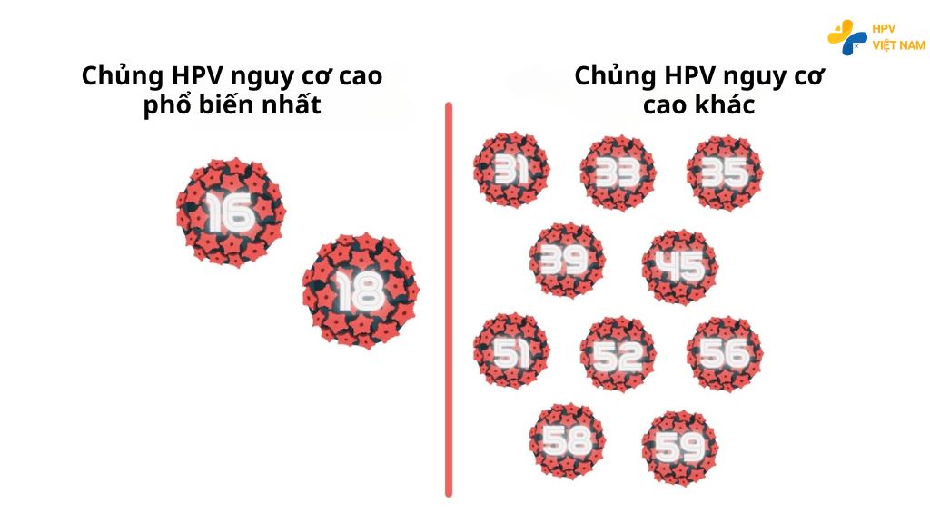 12 type HPV nguy cơ cao có nguy hiểm không?