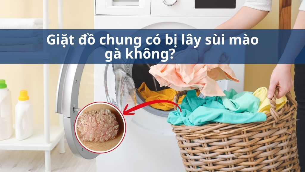 Giặt đồ chung có bị lây sùi mào gà không 