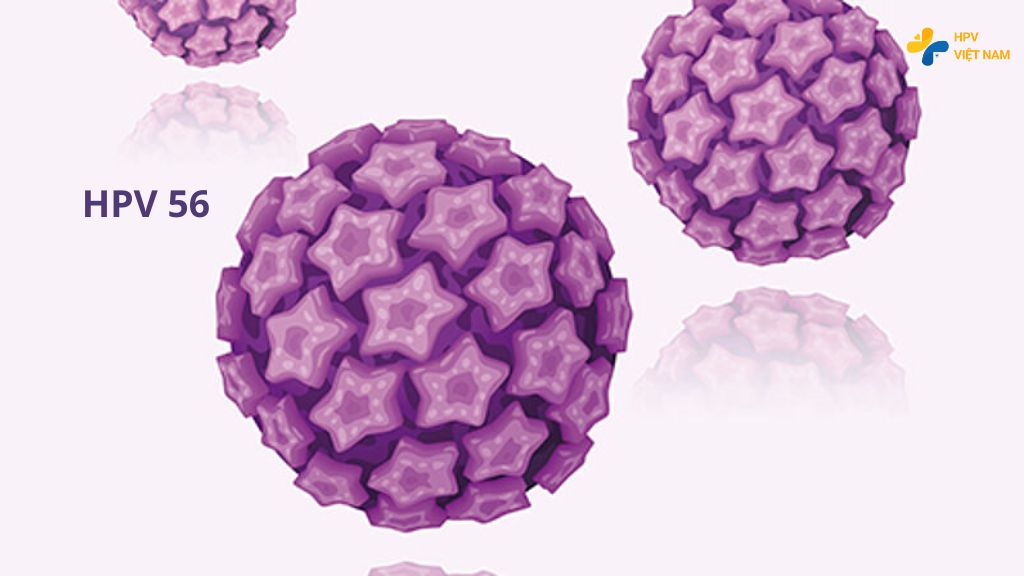HPV 56 có nguy hiểm không?