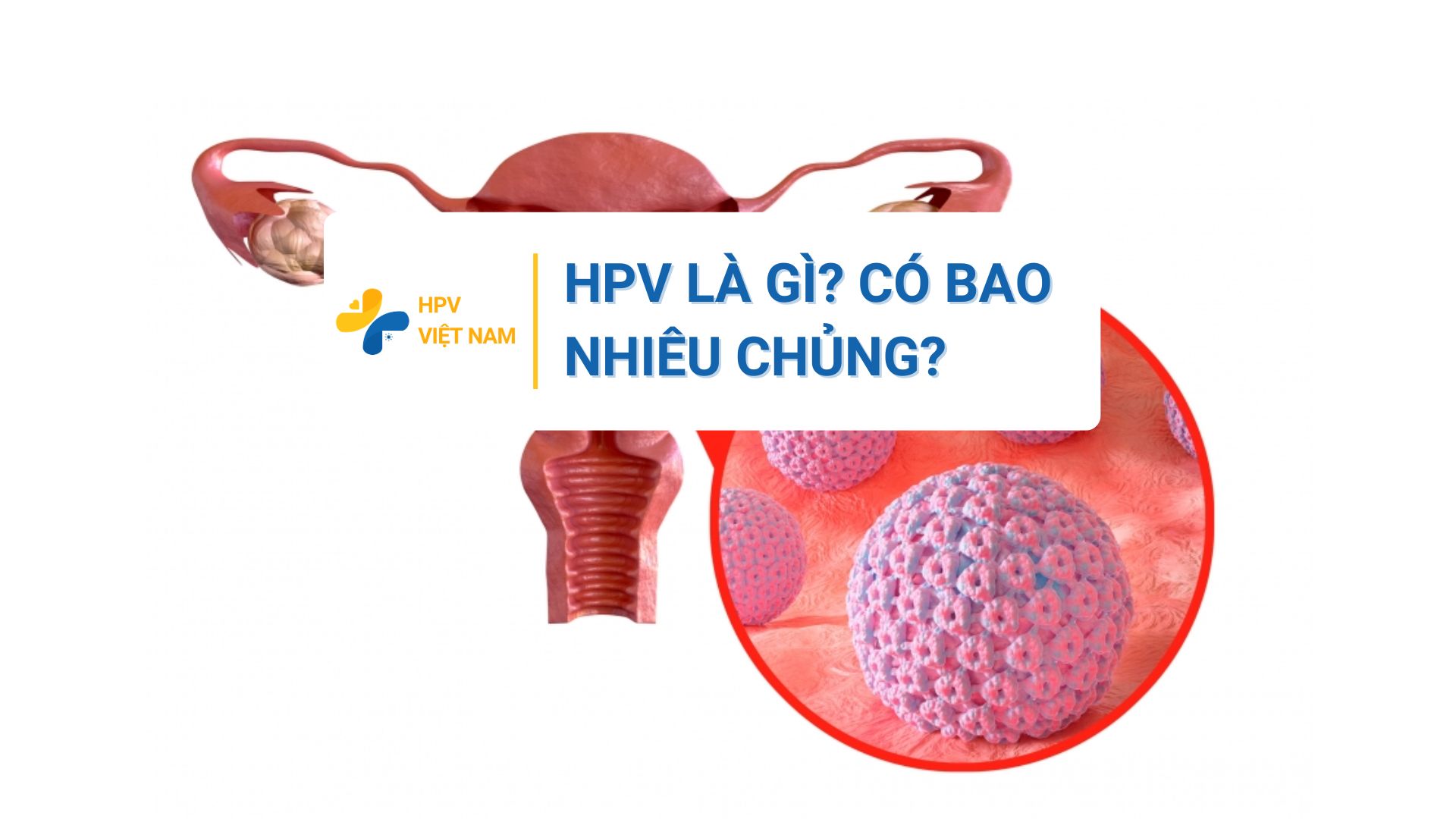 HPV là bệnh gì