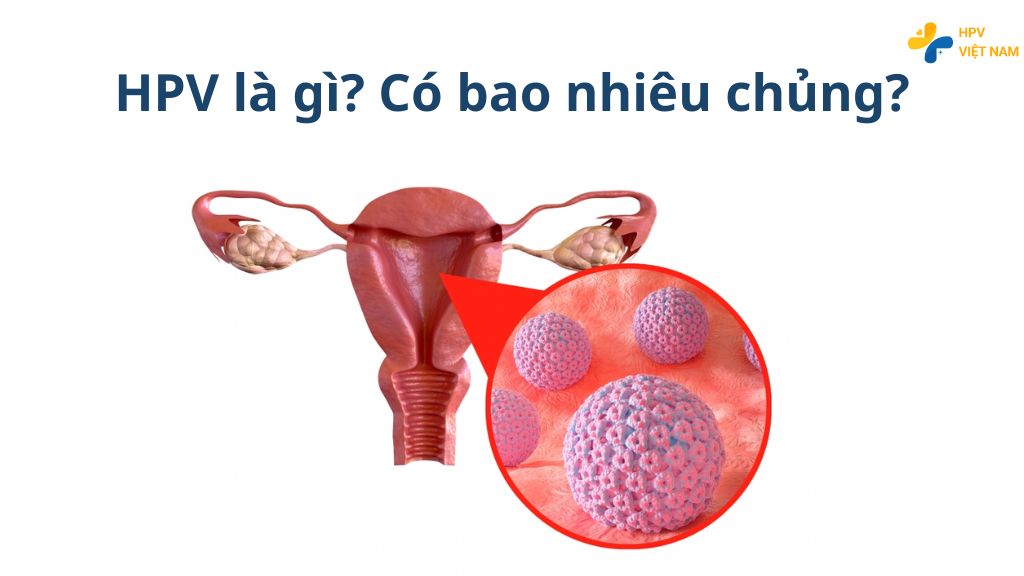 HPV là gì? Bao nhiêu chủng?