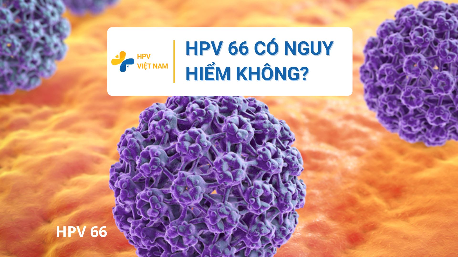 HPV 66 có nguy hiểm không?