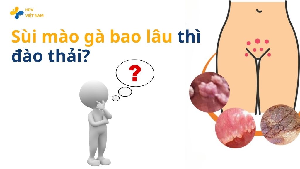 Sùi mào gà bao lâu thì đào thải 