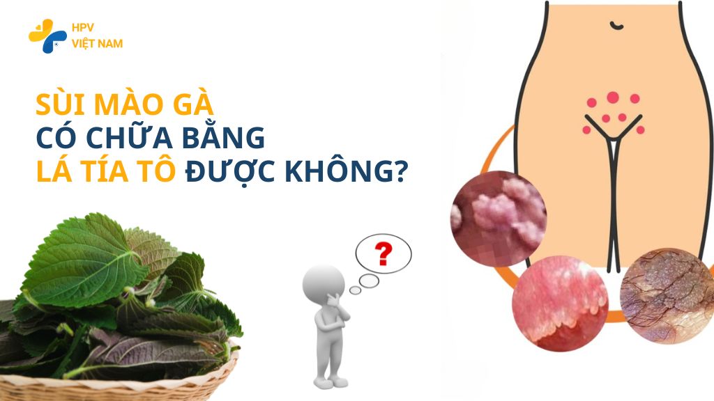 Chữa sùi mào gà bằng lá tía tô có khỏi không?