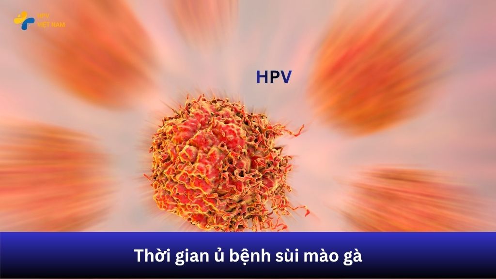 Giai đoạn ủ bệnh: HPV có thể tồn tại âm thầm từ 2–9 tháng
